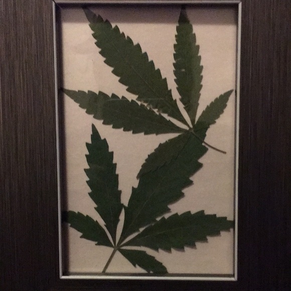Pressed hemp picture - Picture 2 of 4